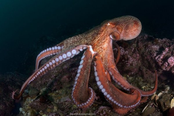 Kraken 2025 ссылка